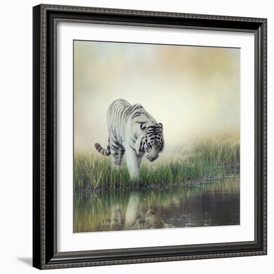 White Tiger near A Pond-abracadabra99-Framed Photographic Print