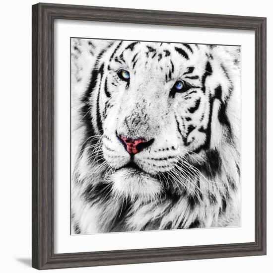 White Tiger-maury75-Framed Photographic Print