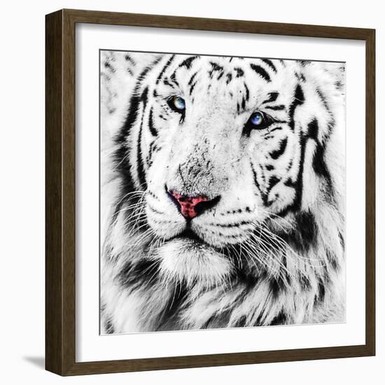 White Tiger-maury75-Framed Photographic Print