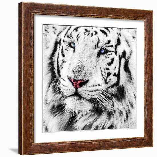 White Tiger-maury75-Framed Photographic Print