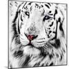 White Tiger-maury75-Mounted Photographic Print
