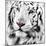 White Tiger-maury75-Mounted Photographic Print