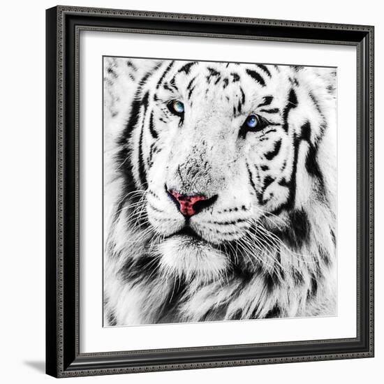 White Tiger-maury75-Framed Photographic Print