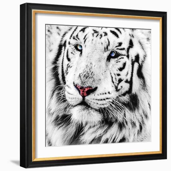 White Tiger-maury75-Framed Photographic Print