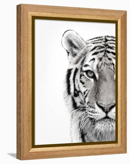 White Tiger-Design Fabrikken-Framed Premier Image Canvas