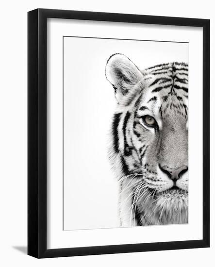 White Tiger-Design Fabrikken-Framed Premium Photographic Print