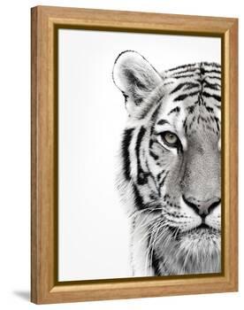 White Tiger-Design Fabrikken-Framed Premier Image Canvas