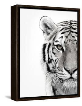 White Tiger-Design Fabrikken-Framed Premier Image Canvas