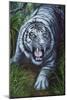 White Tiger-Jenny Newland-Mounted Giclee Print