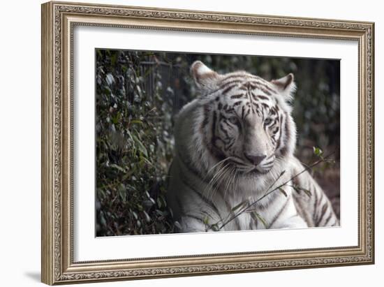 White Tiger-Carol Highsmith-Framed Art Print