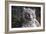 White Tiger-Carol Highsmith-Framed Art Print