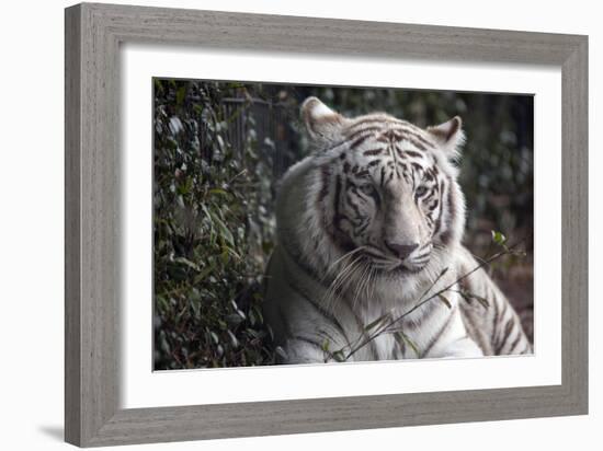 White Tiger-Carol Highsmith-Framed Art Print