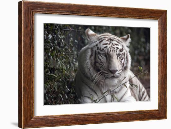 White Tiger-Carol Highsmith-Framed Art Print