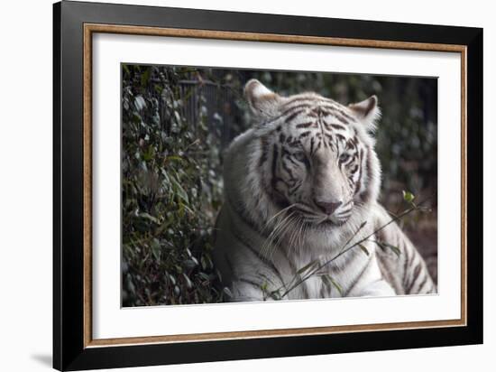 White Tiger-Carol Highsmith-Framed Art Print