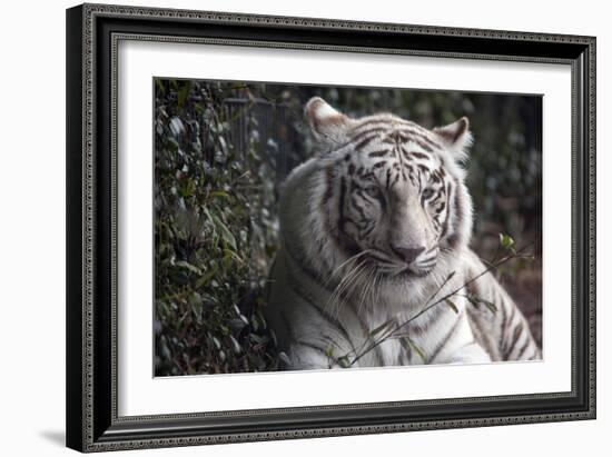 White Tiger-Carol Highsmith-Framed Art Print