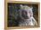 White Tiger-Carol Highsmith-Framed Stretched Canvas