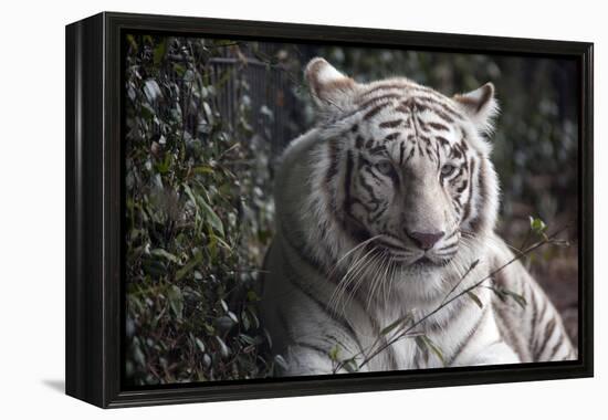 White Tiger-Carol Highsmith-Framed Stretched Canvas