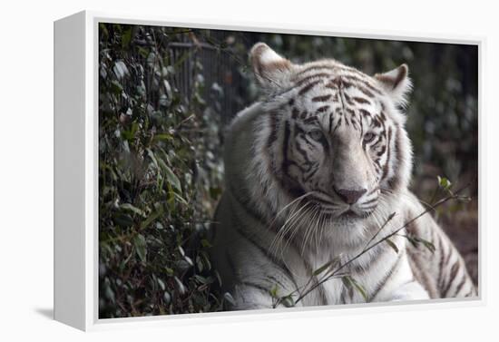 White Tiger-Carol Highsmith-Framed Stretched Canvas