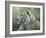 White Tiger-Jeff Tift-Framed Giclee Print