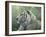 White Tiger-Jeff Tift-Framed Giclee Print