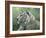 White Tiger-Jeff Tift-Framed Giclee Print