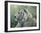 White Tiger-Jeff Tift-Framed Giclee Print