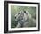 White Tiger-Jeff Tift-Framed Giclee Print