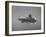 White Tip Shark Prowling Gulf of Mexico-Peter Stackpole-Framed Photographic Print