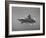 White Tip Shark Prowling Gulf of Mexico-Peter Stackpole-Framed Photographic Print
