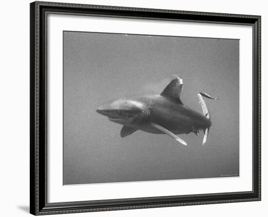 White Tip Shark Prowling Gulf of Mexico-Peter Stackpole-Framed Photographic Print