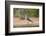 White-tipped Dove (Leptotila verreauxi) feeding on Manzanita fruits-Larry Ditto-Framed Photographic Print