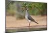 White-tipped Dove (Leptotila verreauxi) feeding on Manzanita fruits-Larry Ditto-Mounted Photographic Print