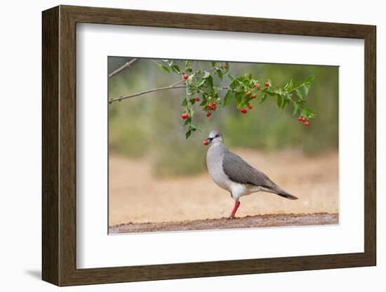 White-tipped Dove (Leptotila verreauxi) feeding on Manzanita fruits-Larry Ditto-Framed Photographic Print