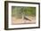 White-tipped Dove (Leptotila verreauxi) feeding on Manzanita fruits-Larry Ditto-Framed Photographic Print