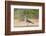 White-tipped Dove (Leptotila verreauxi) feeding on Manzanita fruits-Larry Ditto-Framed Photographic Print