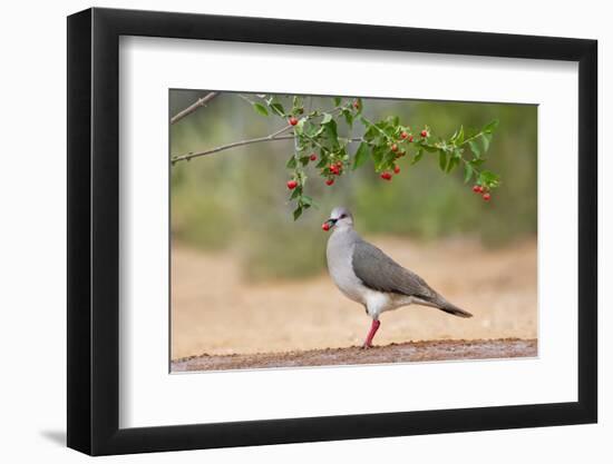 White-tipped Dove (Leptotila verreauxi) feeding on Manzanita fruits-Larry Ditto-Framed Photographic Print