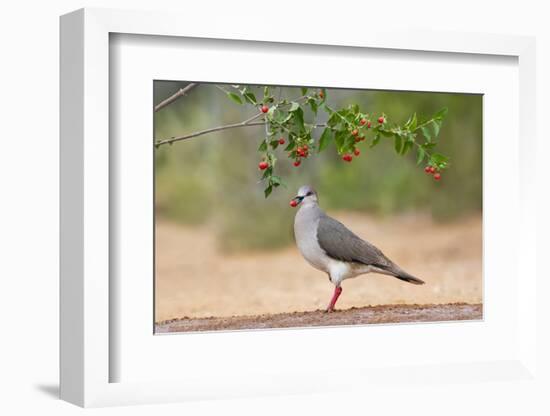 White-tipped Dove (Leptotila verreauxi) feeding on Manzanita fruits-Larry Ditto-Framed Photographic Print