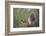 White-tipped dove (Leptotila verreauxi) landing on stump.-Larry Ditto-Framed Photographic Print