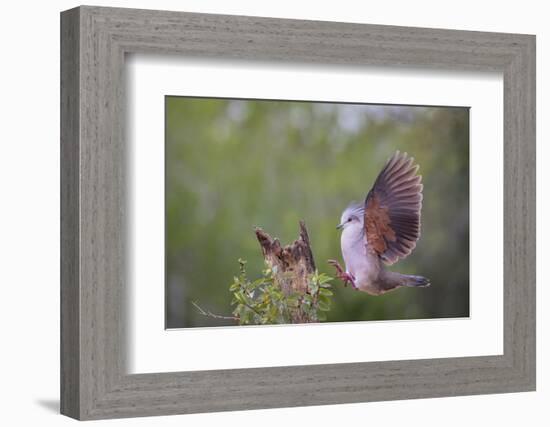 White-tipped dove (Leptotila verreauxi) landing on stump.-Larry Ditto-Framed Photographic Print