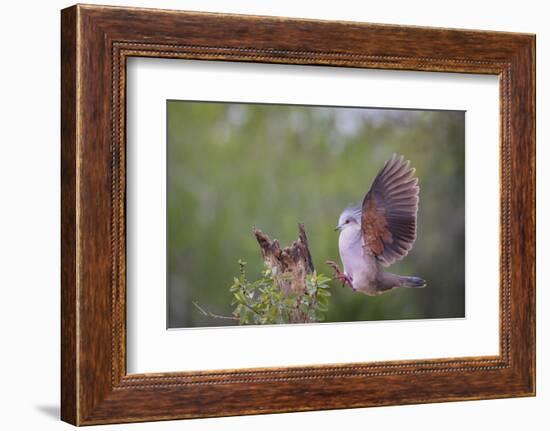 White-tipped dove (Leptotila verreauxi) landing on stump.-Larry Ditto-Framed Photographic Print