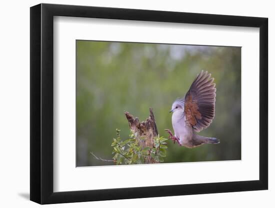 White-tipped dove (Leptotila verreauxi) landing on stump.-Larry Ditto-Framed Photographic Print