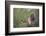 White-tipped dove (Leptotila verreauxi) landing on stump.-Larry Ditto-Framed Photographic Print