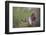 White-tipped dove (Leptotila verreauxi) landing on stump.-Larry Ditto-Framed Photographic Print