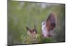 White-tipped dove (Leptotila verreauxi) landing on stump.-Larry Ditto-Mounted Photographic Print