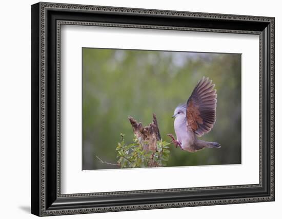 White-tipped dove (Leptotila verreauxi) landing on stump.-Larry Ditto-Framed Photographic Print