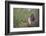 White-tipped dove (Leptotila verreauxi) landing on stump.-Larry Ditto-Framed Photographic Print