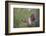 White-tipped dove (Leptotila verreauxi) landing on stump.-Larry Ditto-Framed Photographic Print