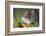 White-tipped dove stretching wings.-Larry Ditto-Framed Photographic Print