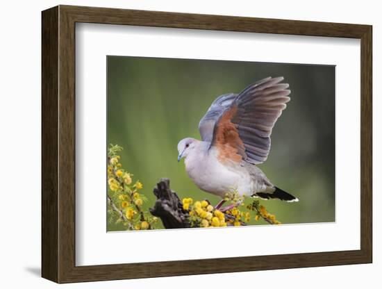 White-tipped dove stretching wings.-Larry Ditto-Framed Photographic Print