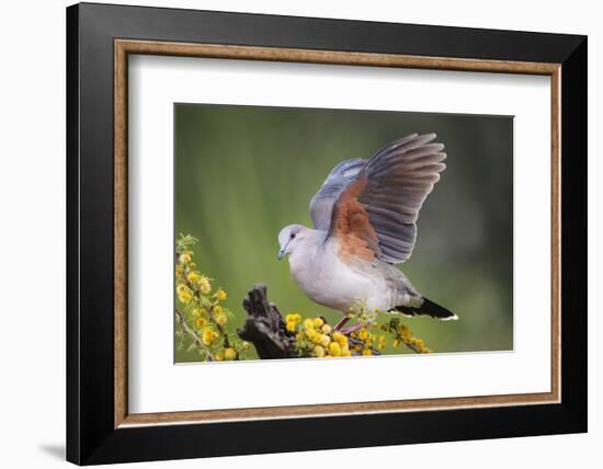 White-tipped dove stretching wings.-Larry Ditto-Framed Photographic Print